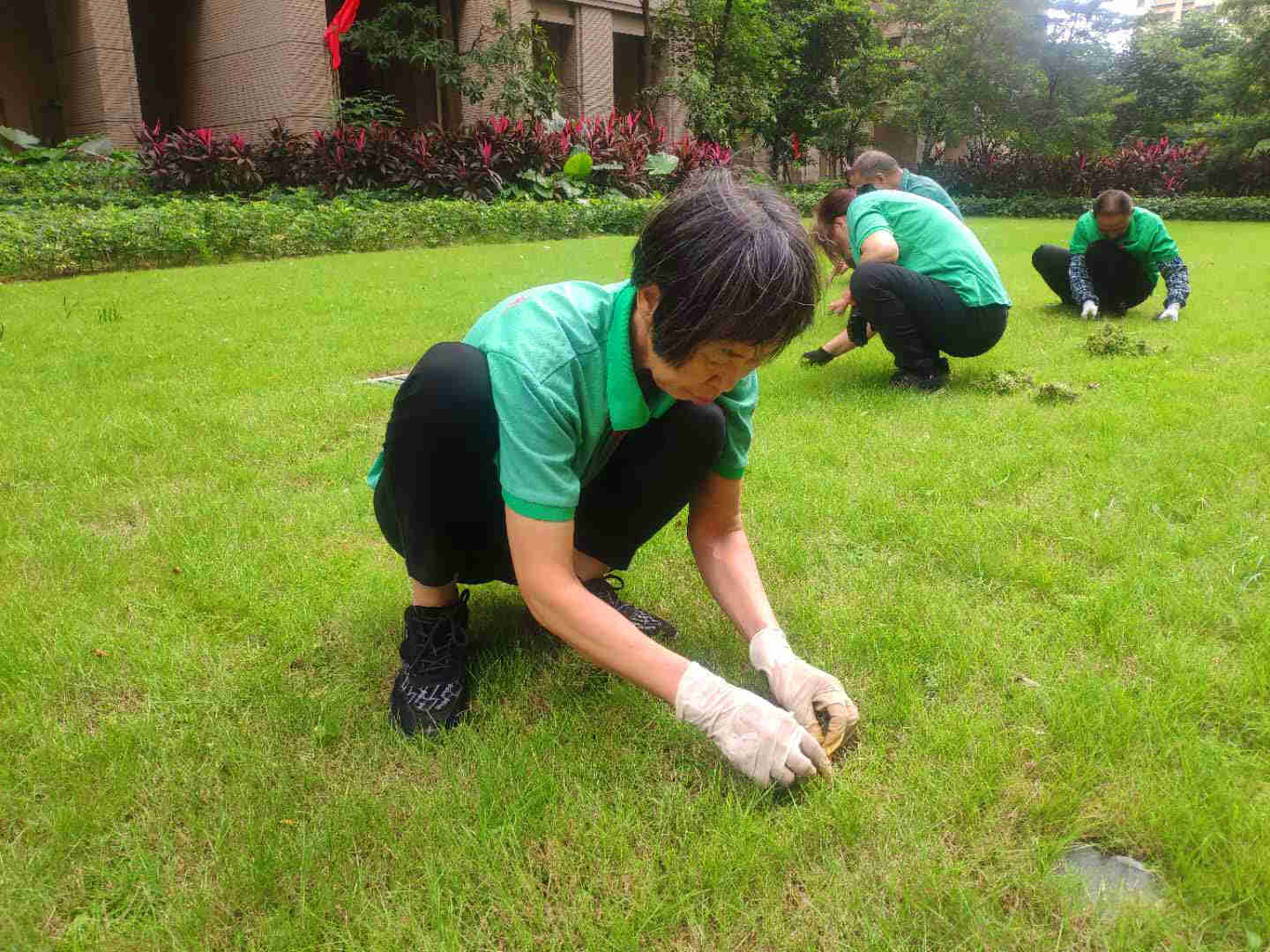 绿化养护草坪退化阶段的管理