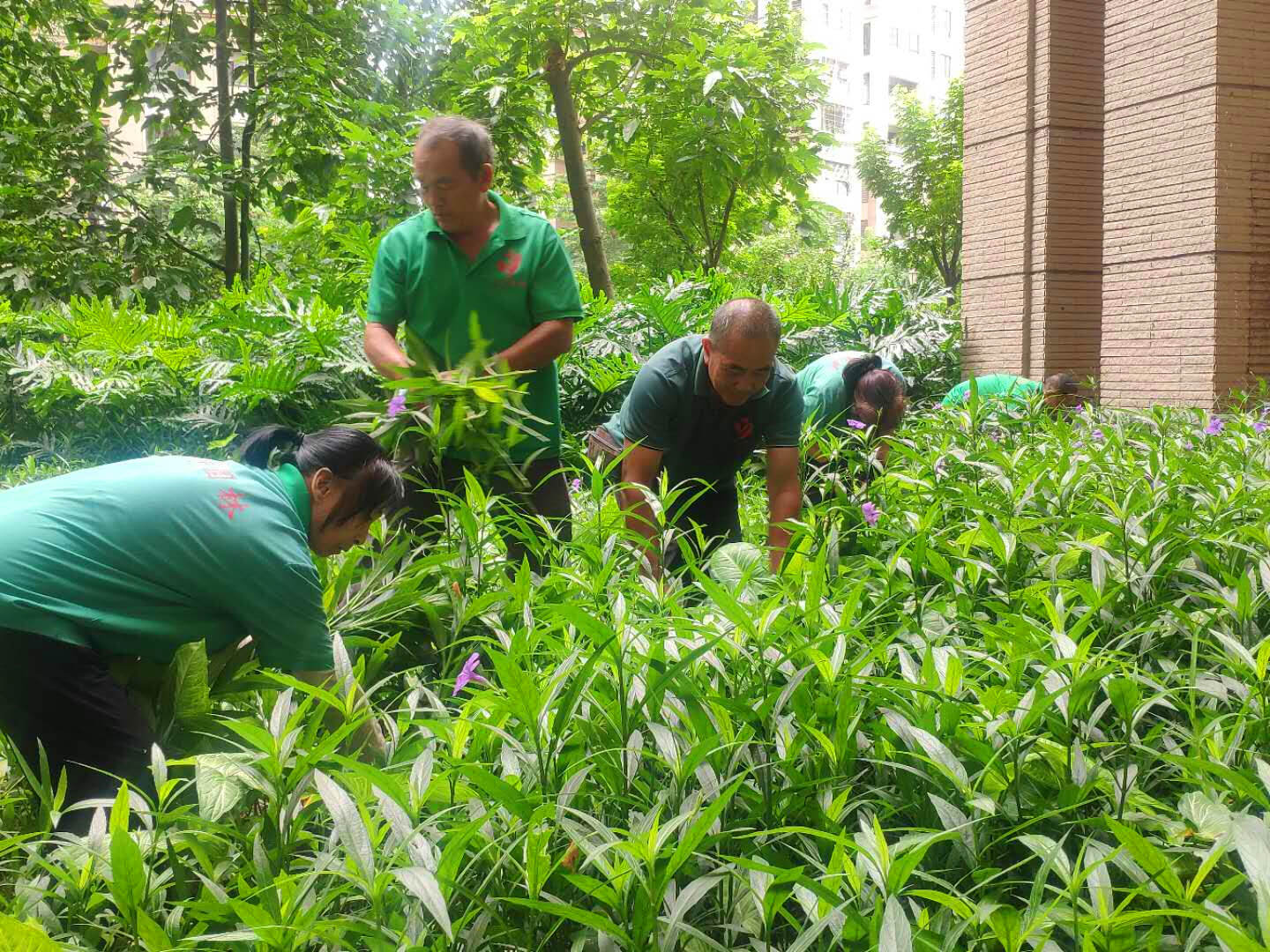 怡轩园林绿化公司工人正在清理绿化垃圾