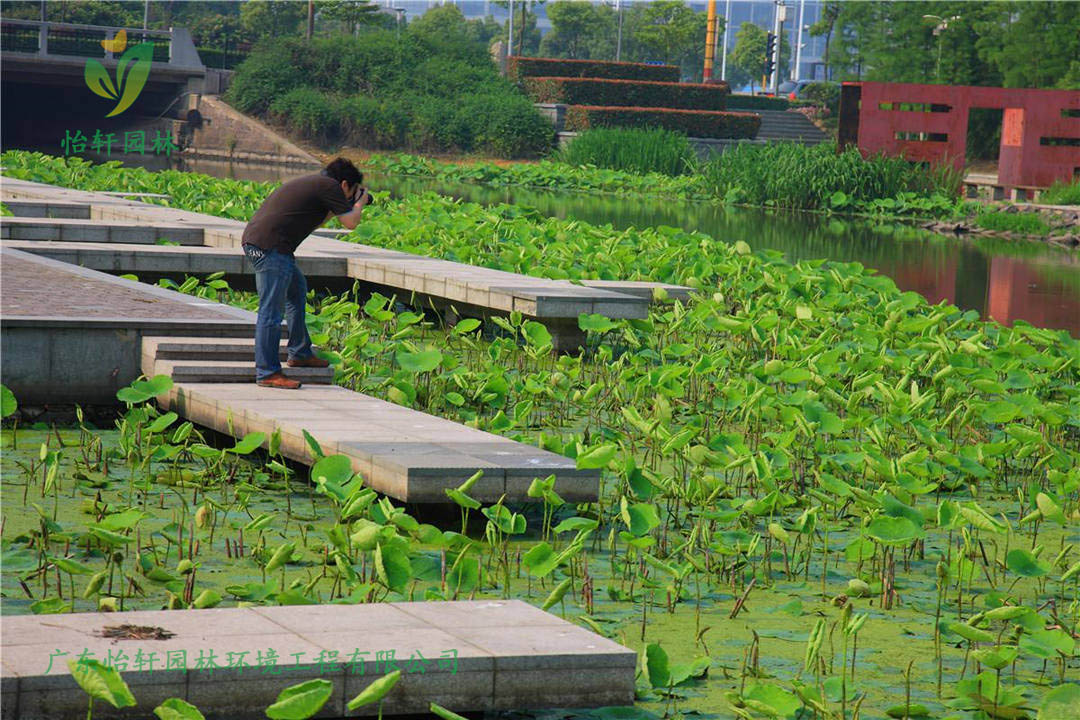 宁波鄞州中心区河道绿化工程改造案例图