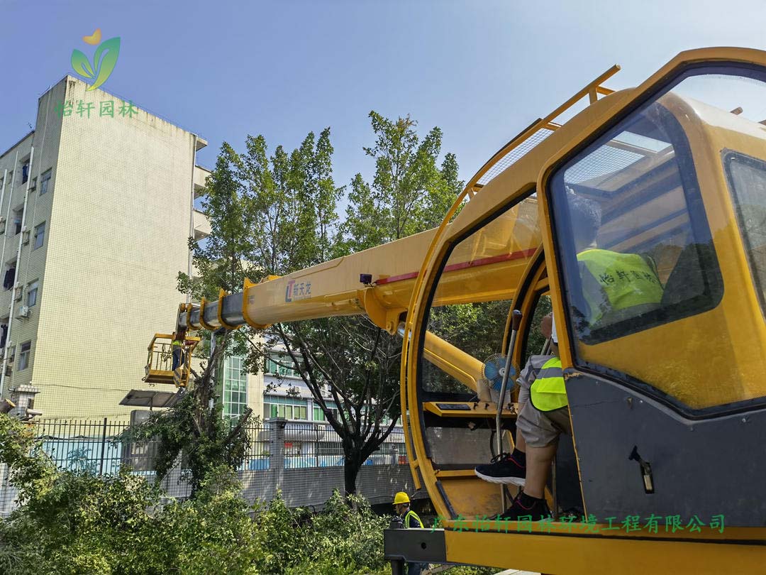 怡轩园林绿化公司采用高空车修剪榕树