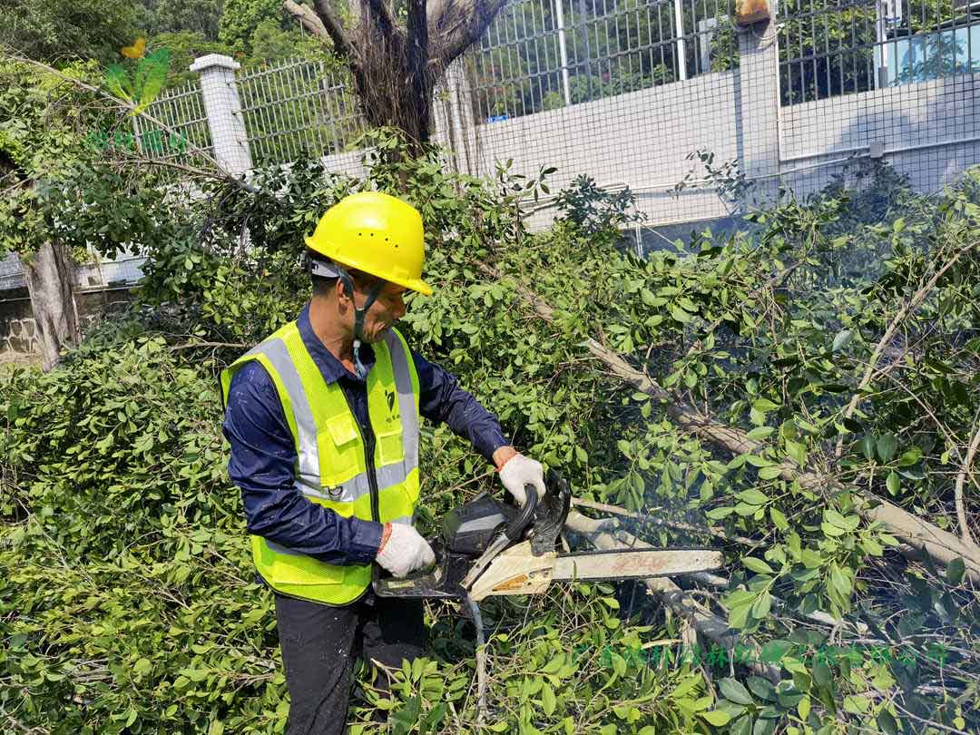 怡轩园林绿化公司修剪工人锯掉榕树的树枝