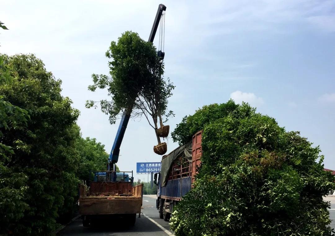 园林绿化工程中关于植物造景时必须掌控的几个要点