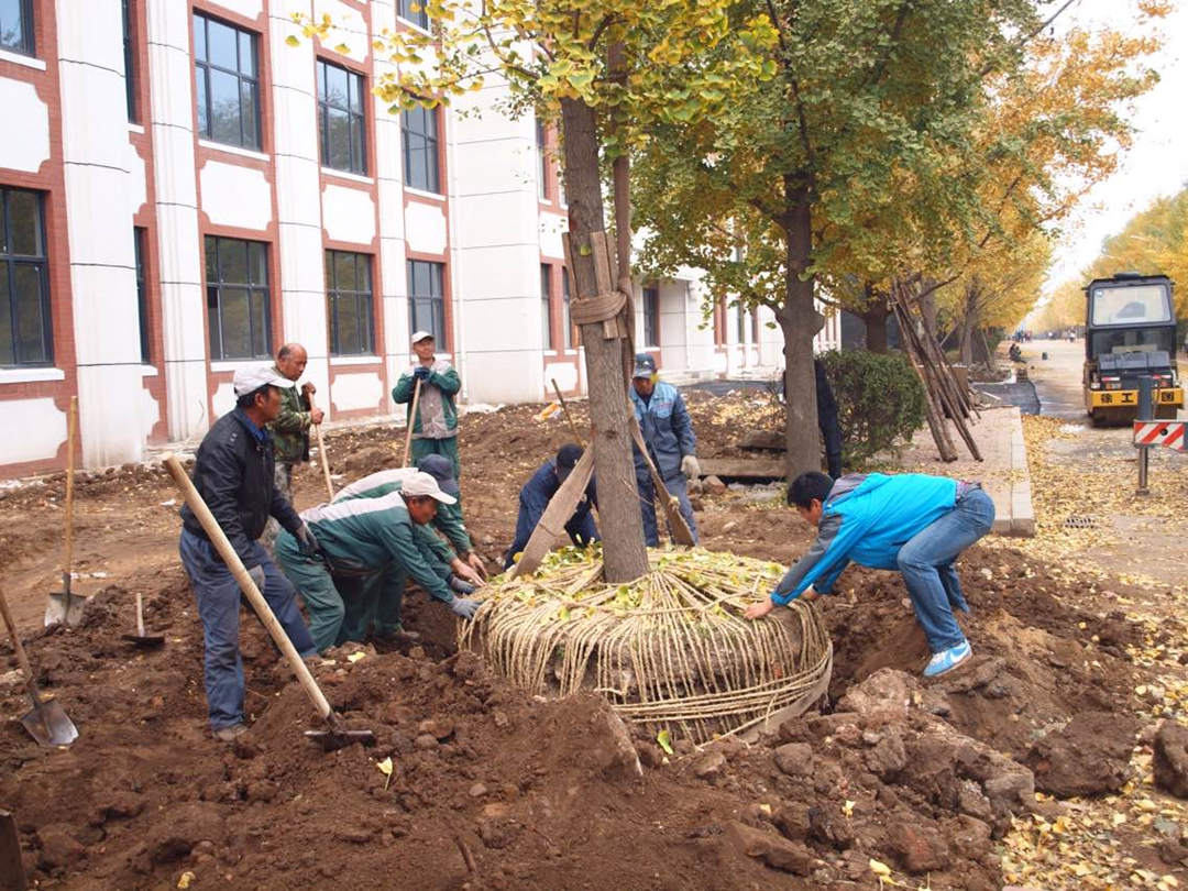 园林绿化工程施工过程中苗木的移植工作