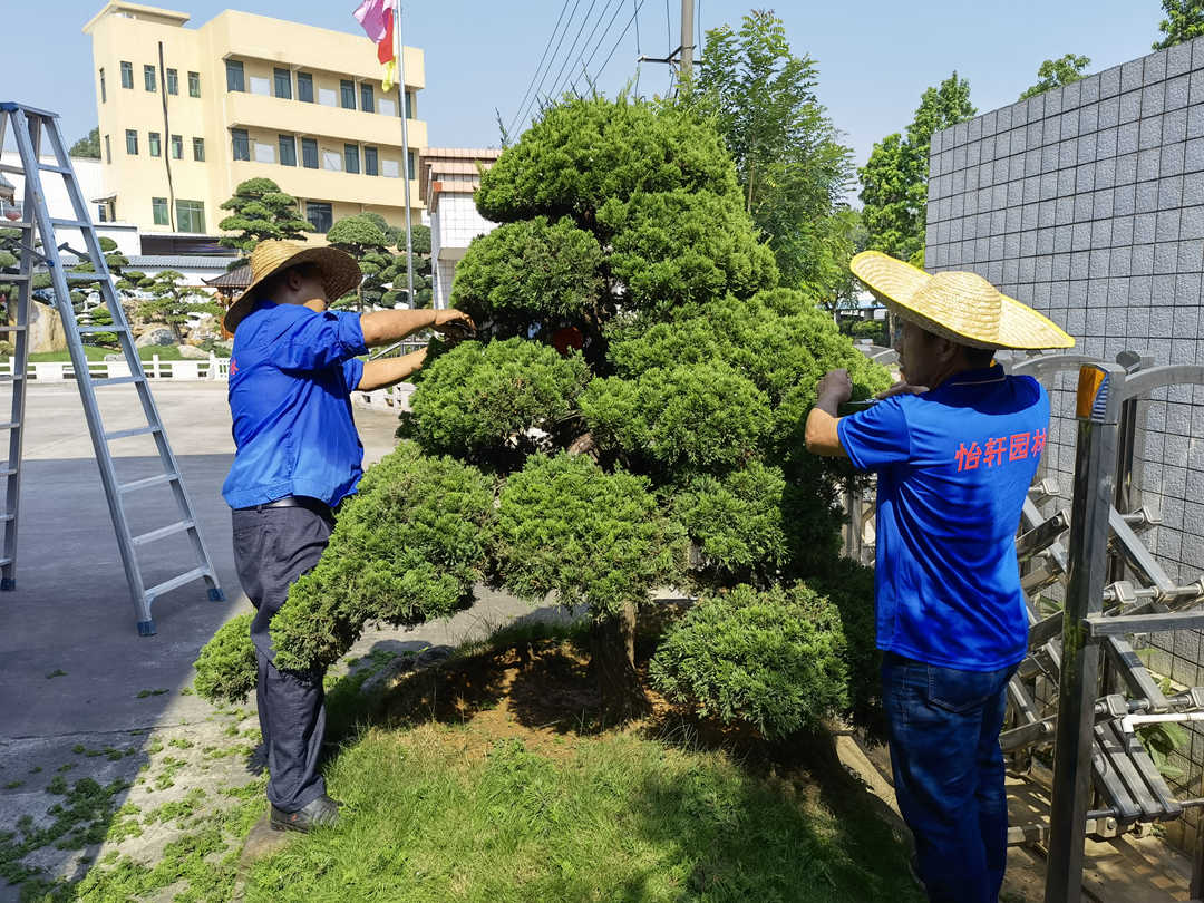 园林绿化工程景观树造型