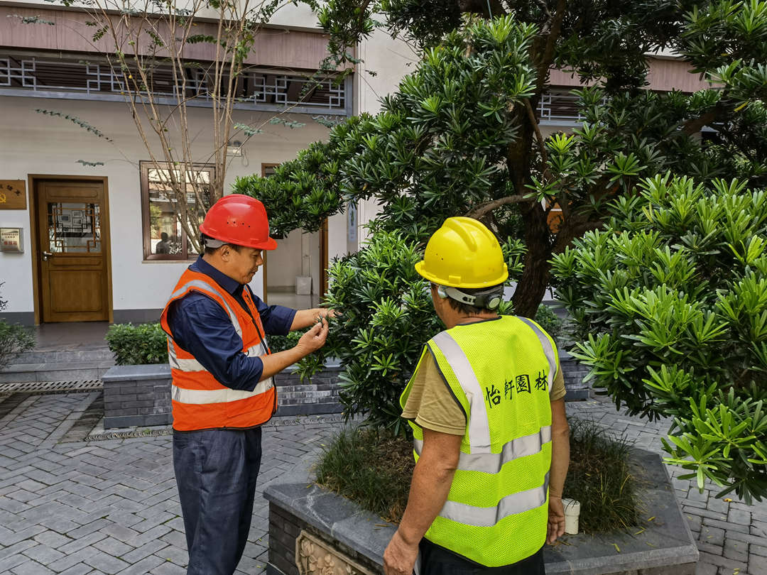 怡轩园林绿化公司李主管讲解植物修剪知识