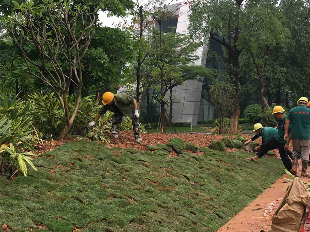 园林绿化工程铺植草坪