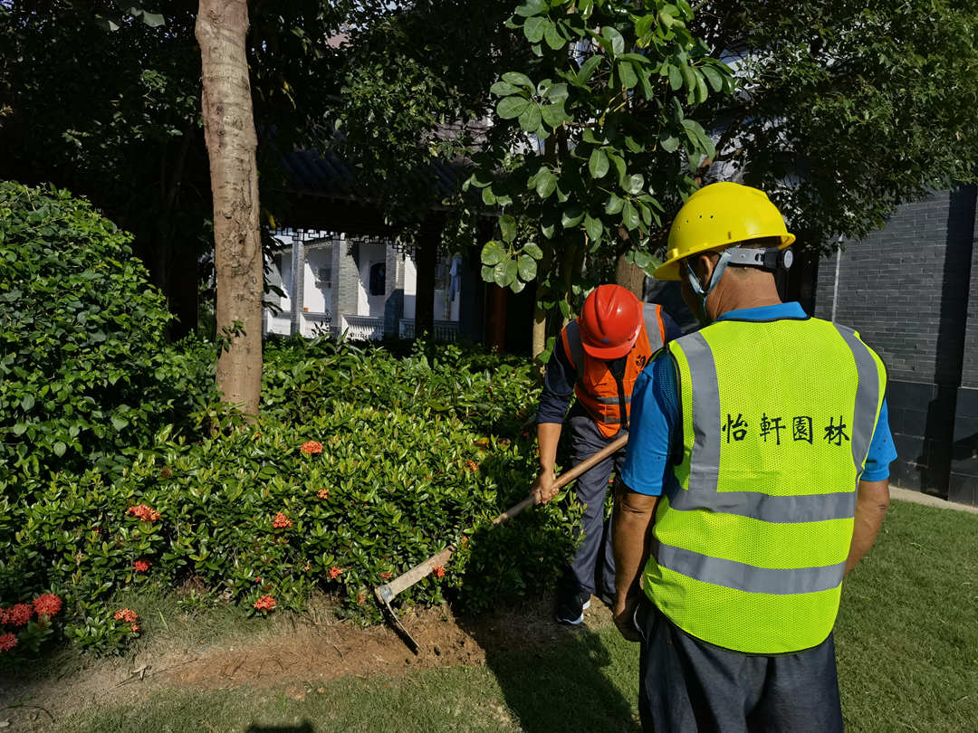 怡轩园林绿化公司专业园艺师现场养护操作演示