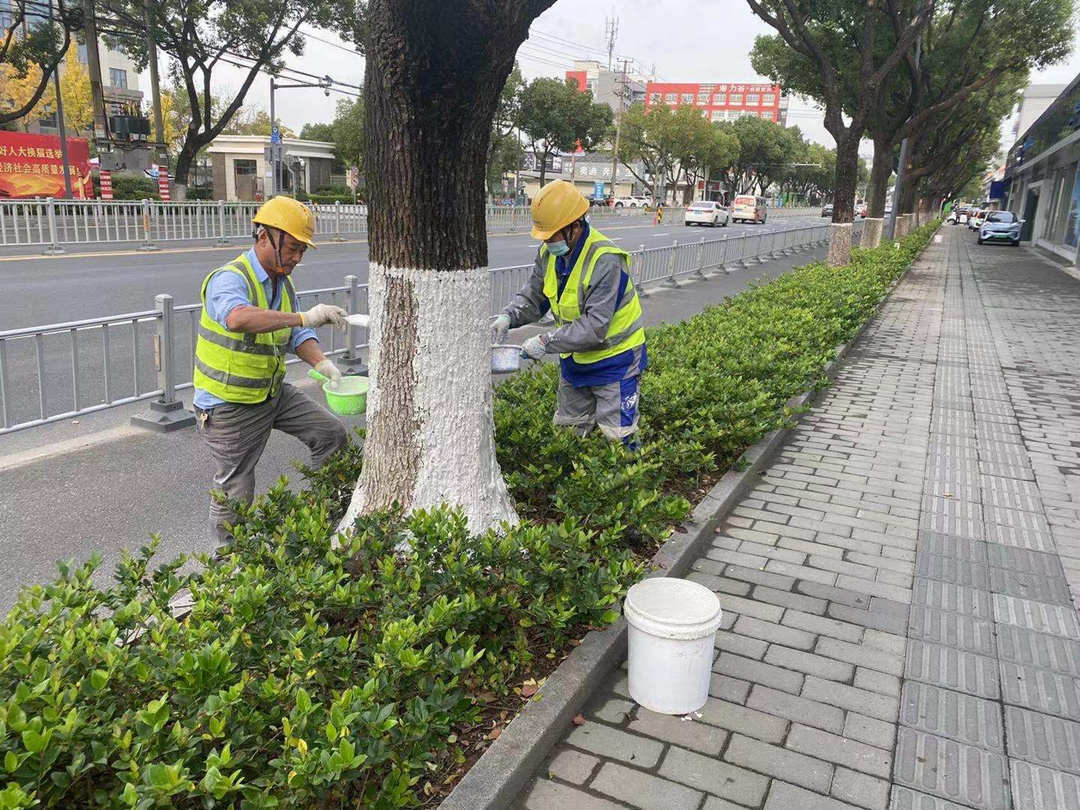 里水城区道路绿化苗木涂白