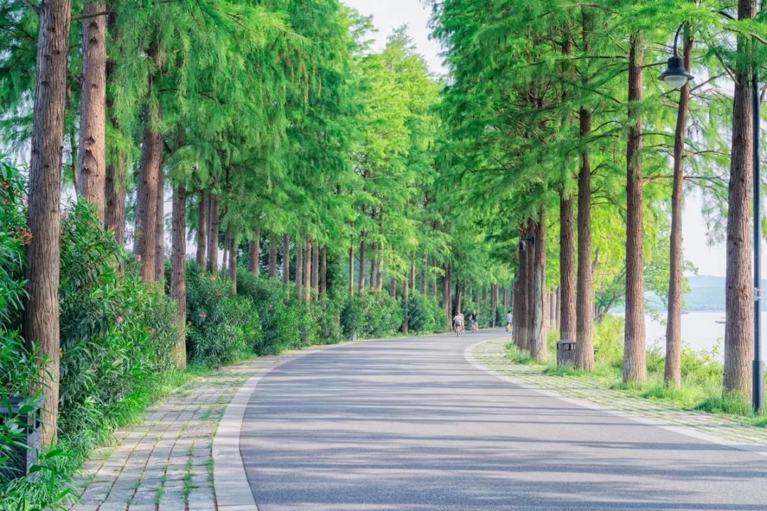 城市道路景观设计种植设计要点