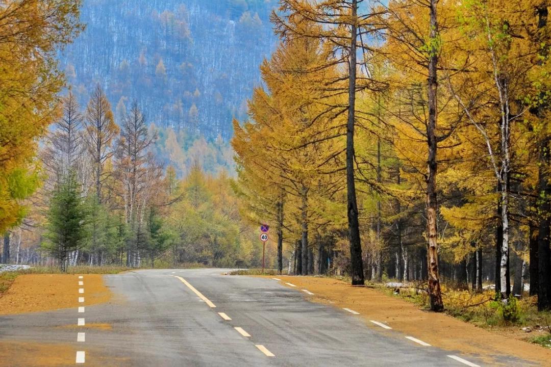 道路景观设计植物的选择