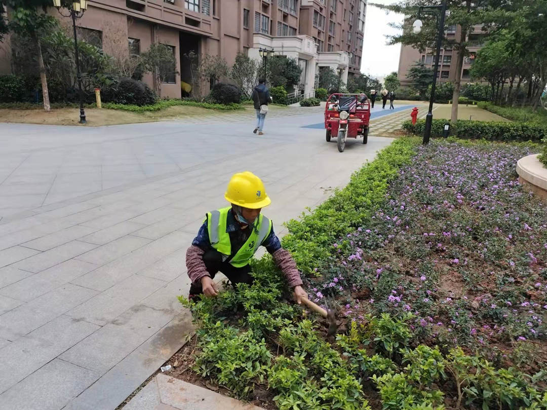 园林绿化公司工人正在补栽植物