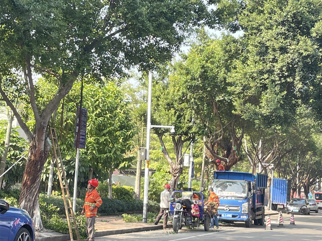 城区绿化养护行道树修剪