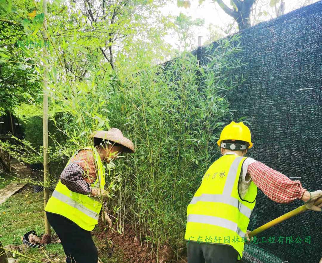 番禺露营基地绿化工程种植现场
