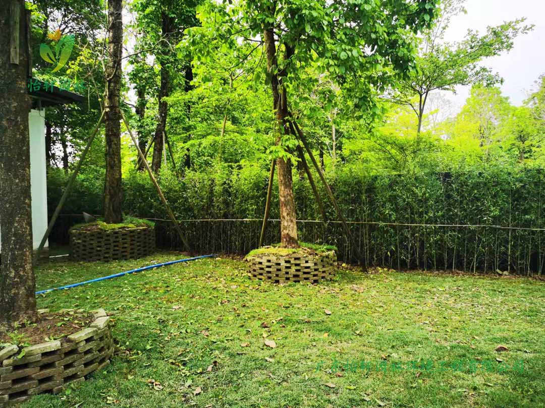 番禺露营基地绿化工程种植完成后的效果展示