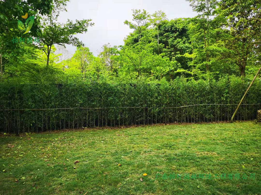 5番禺露营基地绿化工程种植完成后的效果展示