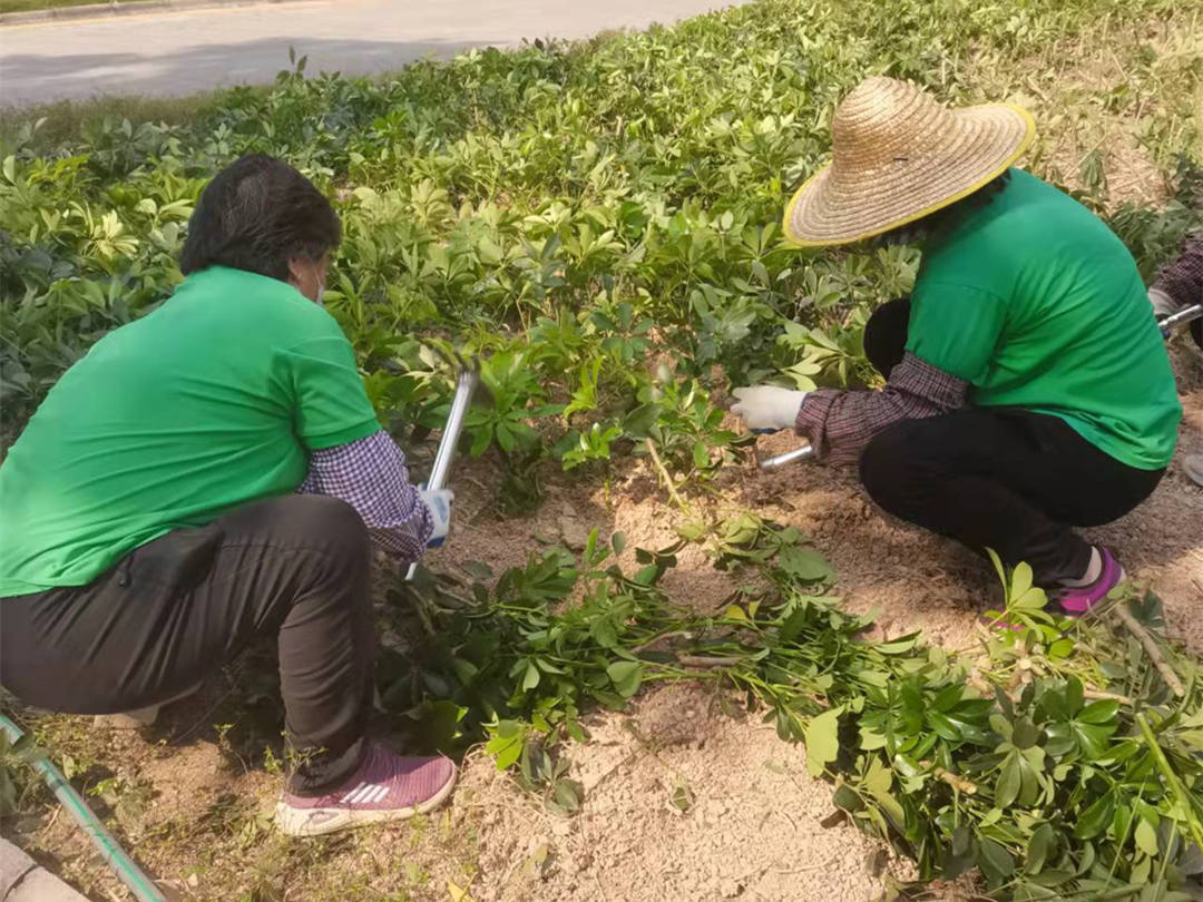 怡轩园林绿化公司工人正在进行补栽