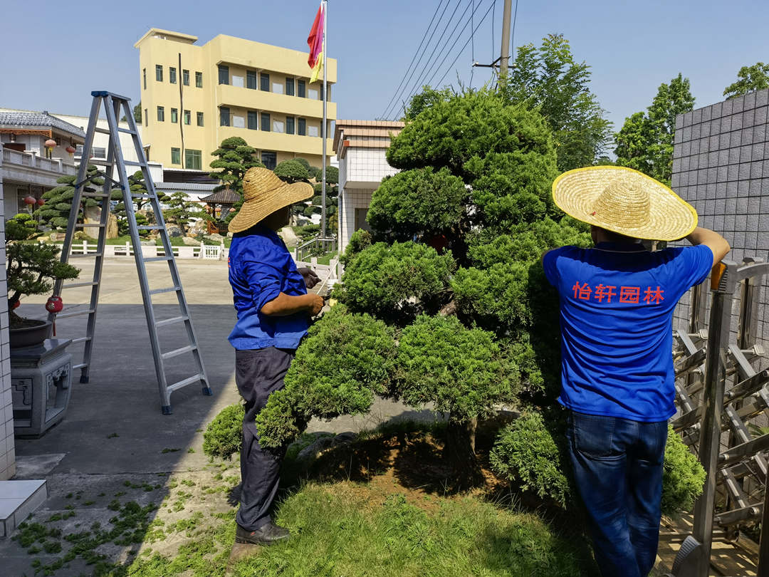 五月份园林绿化养护花灌木的造型修剪