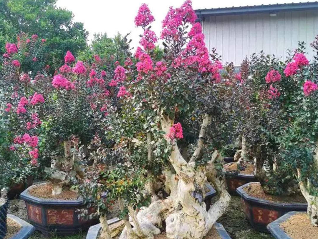 紫薇盆景的养护管理