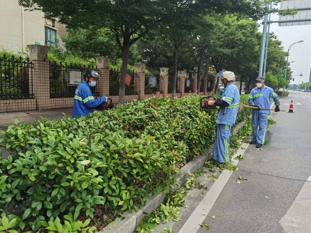 绿化养护道路绿化带修剪