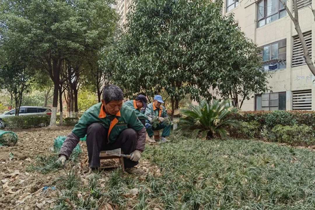 园林绿化养护工人进行春季植物补植