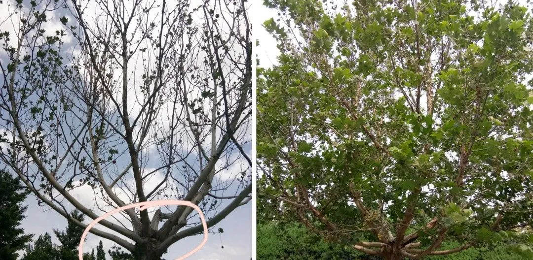 绿化养护法桐复壮前后效果对比