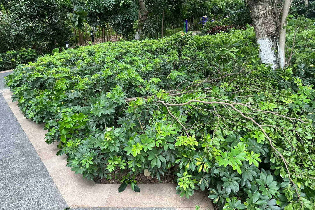绿化苗木的清理
