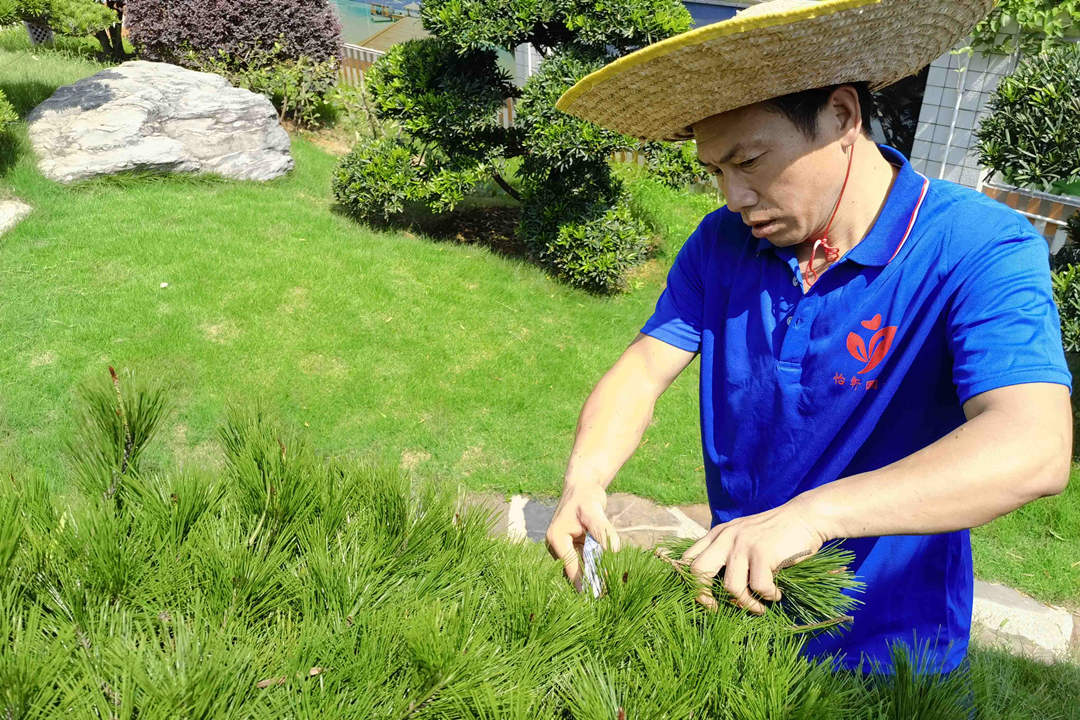 绿化养护修剪