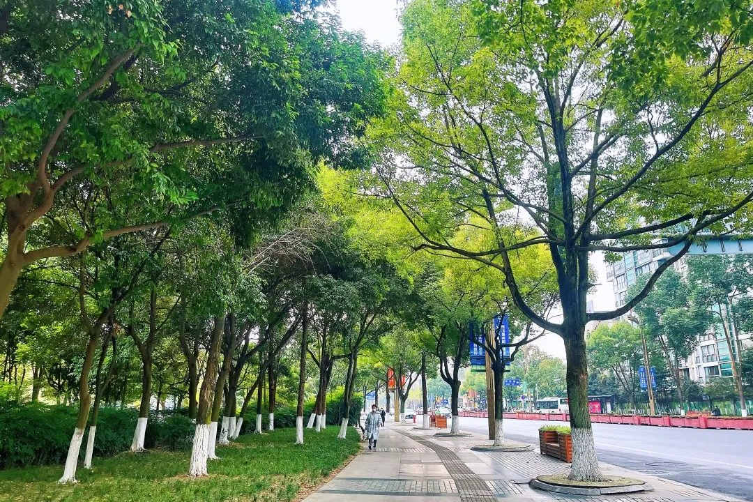 城市道路绿化设计中的植物配置