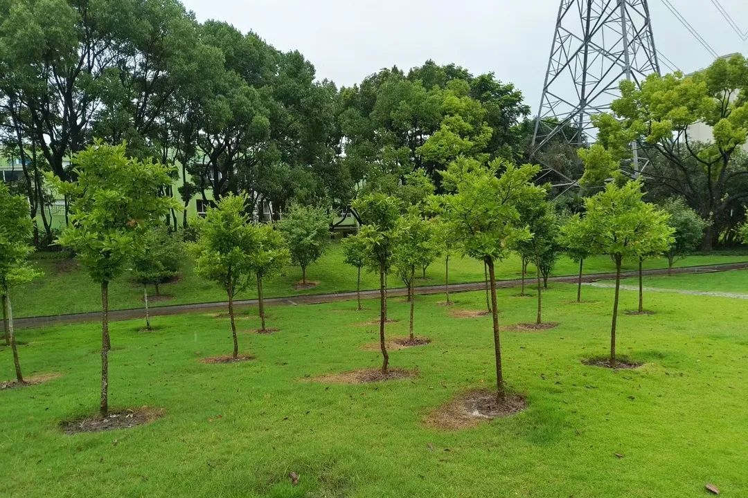 雨季绿化养护排涝