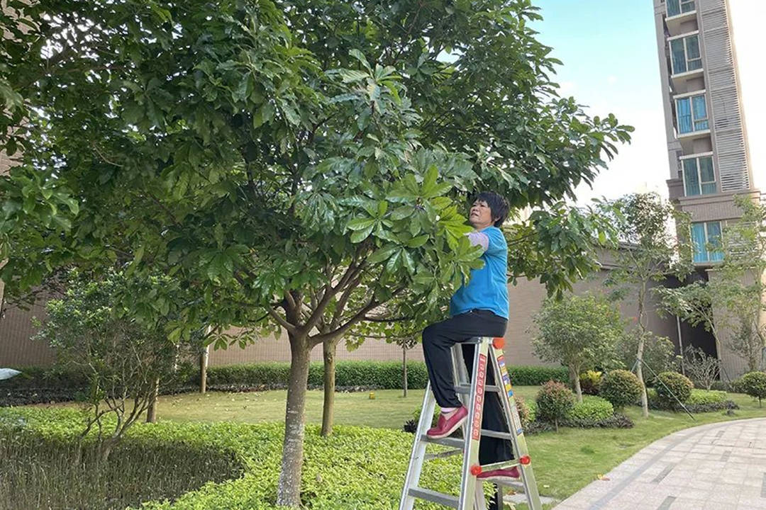 园林绿化养护树木修剪
