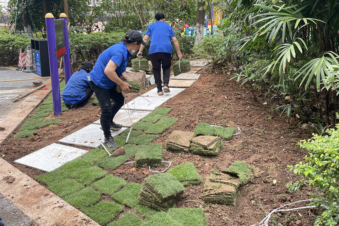 秋季园林绿化养护铺植草坪