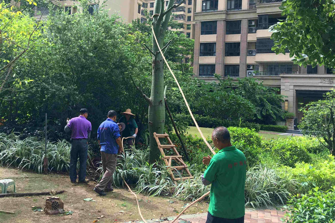 园林绿化工程树木移植 园林绿化工程树木移植