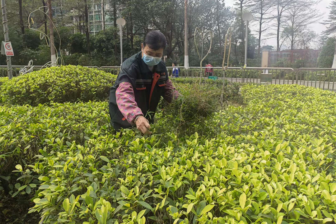 小区绿化养护清理枯枝