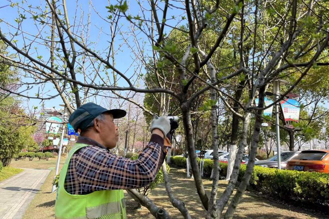 春节前的园林绿化养护主要工作安排