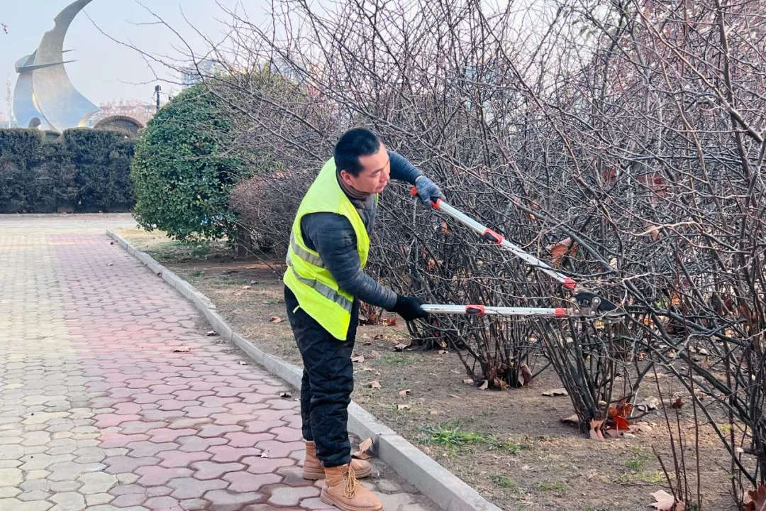 春节前的绿化养护修剪